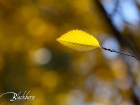 Wishbones and Gratitude | Saratoga Photographer