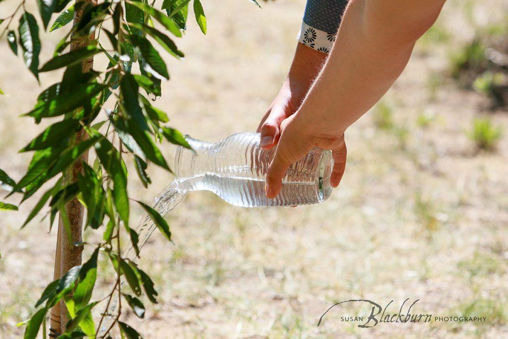 Wedding Ceremony Tree Planting Saratoga