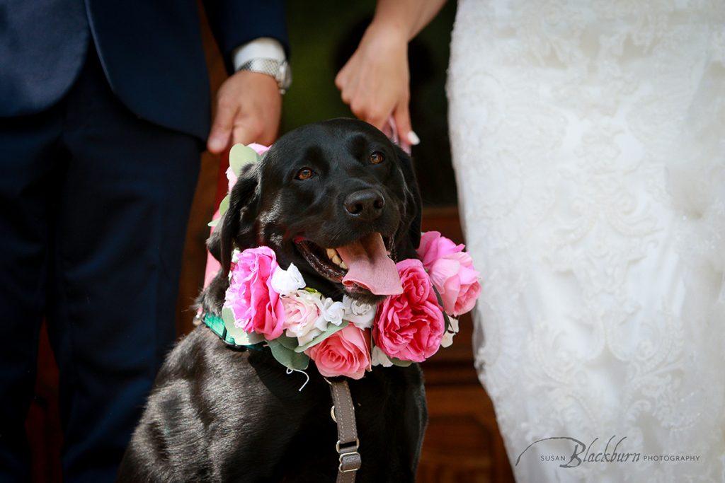 Pet Wedding Day Photos