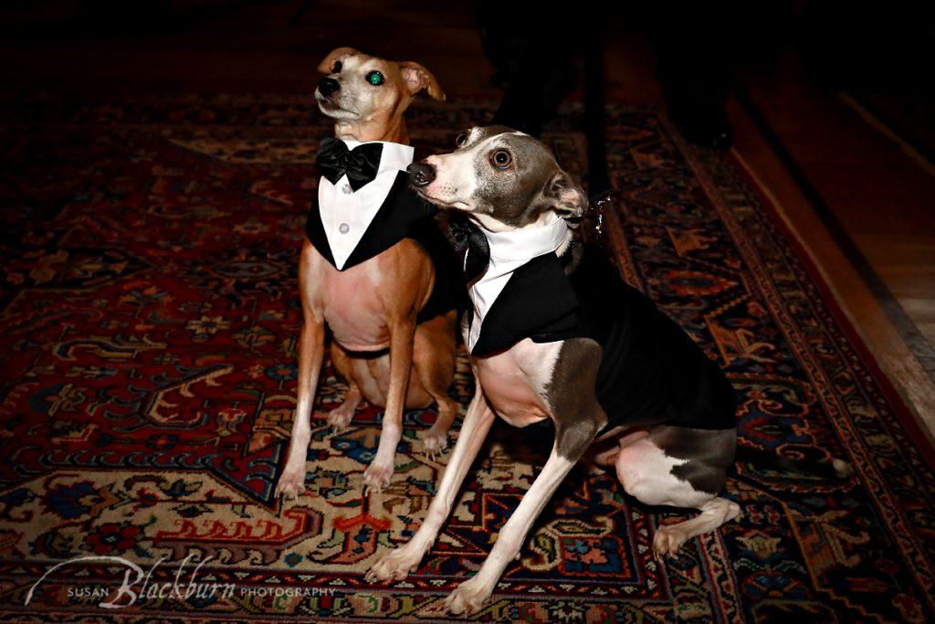 Dogs as Wedding Party